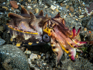 underwater, sea, ocean, coral, reef, diving, marine, water, scuba, animal, tropical, nature, aquarium, life, aquatic, macro, red, orange, goby, cuttlefish