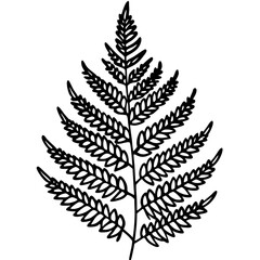 Boston Fern line art vector