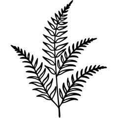 Boston Fern line art vector
