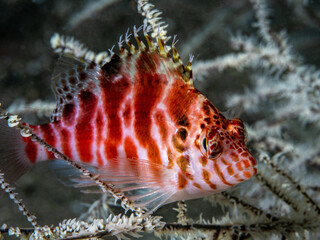 Falco Hawkfish (Cirrhitichthys falco)