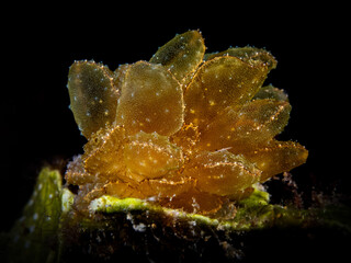 Nudibranch (Cyerce elegans) © Tomek