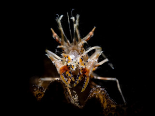 Spiny tiger shrimp (Phyllognathia ceratophthalma)