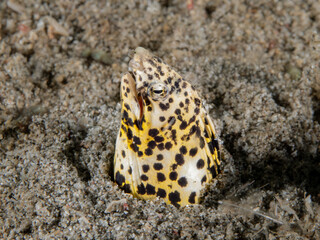 Freckled snake eel (Callechelys lutea) 