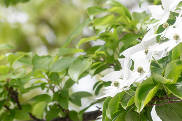 美しい緑　純白の花　ヤマボウシ