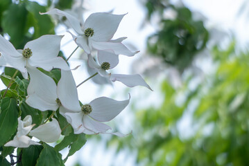 美しい緑　純白の花　ヤマボウシ