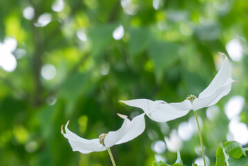 美しい緑　純白の花　ヤマボウシ