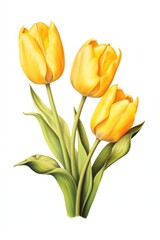 Obraz premium Yellow tulips flower plant white background.