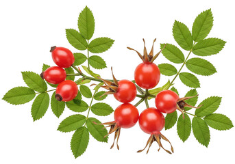 Fresh red rose hips with green leaves isolated on transparent background