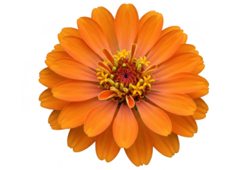 Vibrant orange zinnia flower head detailed close up isolated on transparent background
