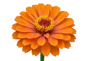 Vibrant orange zinnia flower with detailed center isolated on transparent background