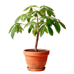 Obraz premium A Potted Pachira Aquatica Plant on a Transparent Background