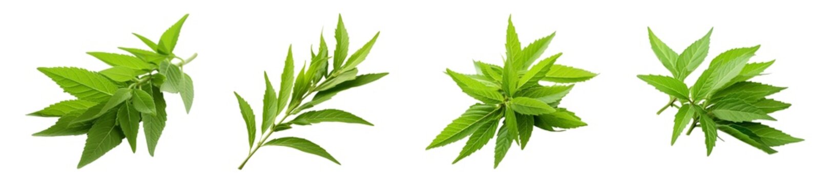 Collection of Green Lemon Verbena Leaves isolated on transparent background.
