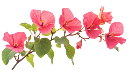 A branch with five pink hibiscus flowers and green leaves isolated on transparent background