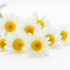 Fototapeta premium Simple and minimalist camomile flowers on a white background