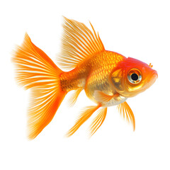 A vibrant orange goldfish with flowing fins swims gracefully isolated on transparent background
