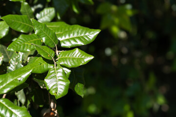 Glossy Green Leaves in Natural Sunlight