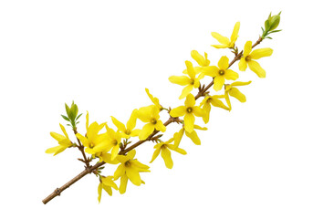 Bright yellow forsythia flowers bloom on a branch isolated on transparent background