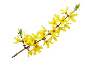 Bright yellow forsythia flowers bloom on a branch isolated on transparent background