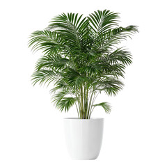 Obraz premium A Potted Parlor Palm on Transparent Background
