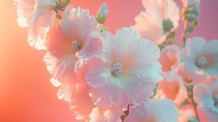 A beautiful hollyhock in light pink and white