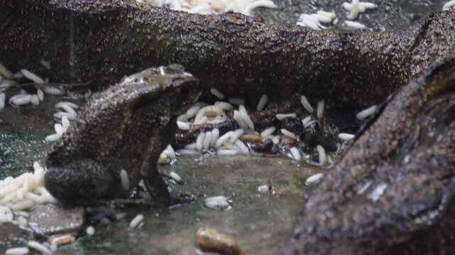 Asian common toad, also known Duttaphrynus melanostictus hunting insect in the rain