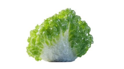 Iceberg lettuce head background isolated on a Transparent background, PNG file.