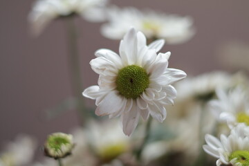 una toma de cerca de una flor blanca crisantemos de manzanillas