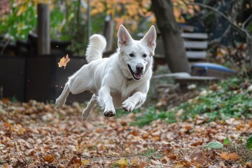 Obraz premium White German Shepherd joyfully running through a colorful autumn landscape, White German Shepherd running