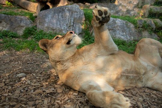 lioness resting - Powered by Adobe