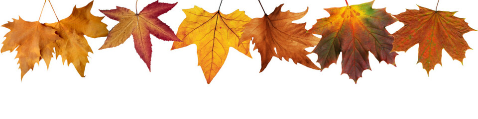 panoramic fall border made of beautiful autumn maple leaves isolated over white (transparent) background