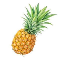 Fototapeta premium Detailed realistic watercolor painting of a ripe pineapple with green leaves isolated on transparent background