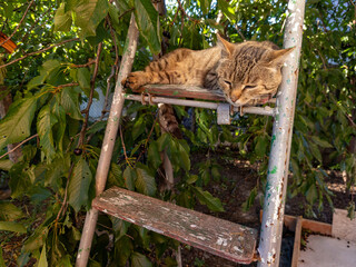 A cat sleeping on top of a wooden ladder