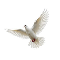 White Dove Flying – Symbol of Peace, Freedom, and Hope, Isolated on White or Transparent Background