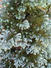 Photo of a silver fir tree, scientifically known as Abies alba. This fir tree has a beautiful silver color.