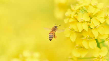 ホバリングして菜の花の花粉を集めに来たミツバチ