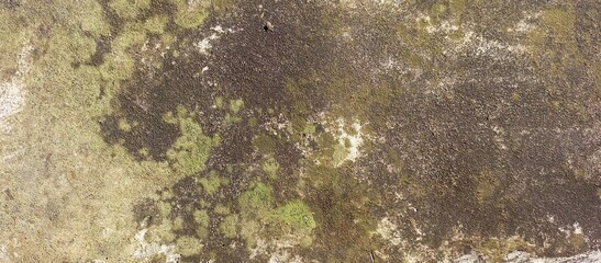 Abstract Texture Of Moss On A Damp Wall
