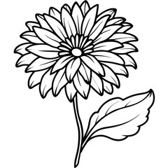 Calendula line art vector