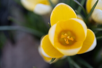 Yellow Crocus Flower in Early Spring Close-Up
