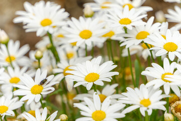 咲き誇るマーガレットの群生