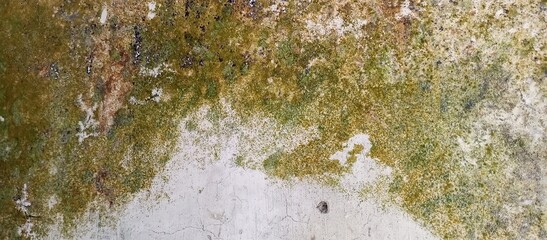 Old Cracked Concrete Wall Covered with Moss