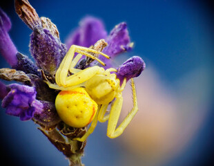 Crab Spider on Lavender