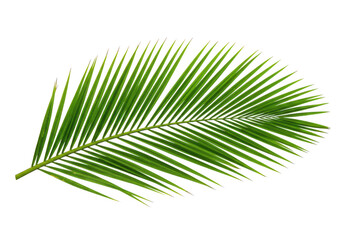 Obraz premium A single vibrant green palm frond with pointed leaves isolated on transparent background