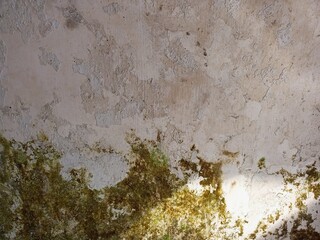 Peeling Plaster Wall with Spreading Green Moss