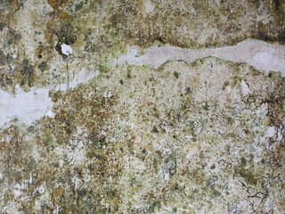 Severe Mold and Moss Damage on a Wall