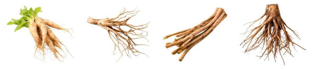 Four different kinds of fresh poke root isolated on transparent background.