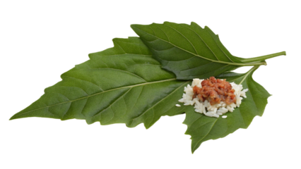 Holy Basil isolated transparent background