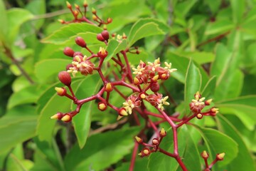 Virginia creeper (Parthenocissus quinquefolia) plant in Florida nature, closeup