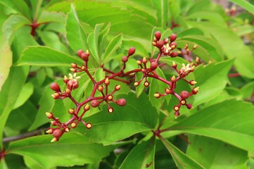 Virginia creeper (Parthenocissus quinquefolia) plant in Florida nature, closeup