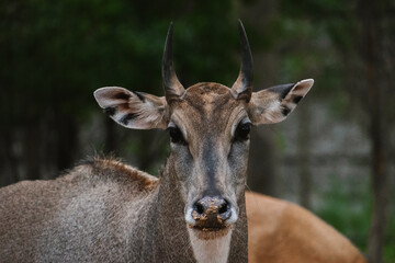 Close-up portrait of a female Greater Kudu (Tragelaphus strepsiceros) in its natural African habitat.