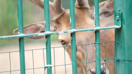 Sad Deer Behind Fence in Captive Environment